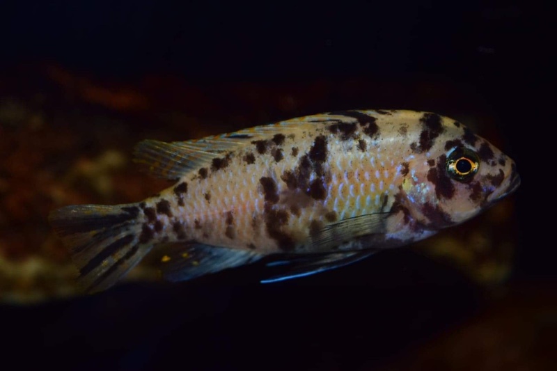 Maylandia zebra 'Chizumulu Island'